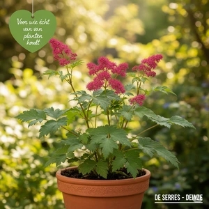 Filipendula palmata 'Nana' P9