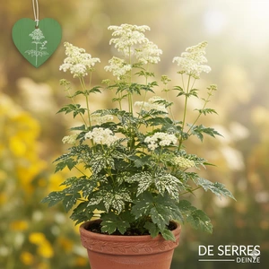 Filipendula ulmaria 'Variegata' P9