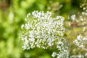 ulmaria - afbeelding 7