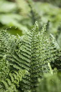 athyrium filix-femina P9 - afbeelding 4