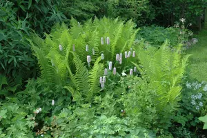 dryopteris filix-mas P9 - afbeelding 5