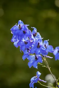 delphinium hybr. 'finsteraarhorn' P9 - afbeelding 5