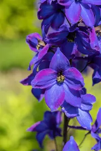 delphinium hybr. 'finsteraarhorn' P9 - afbeelding 4