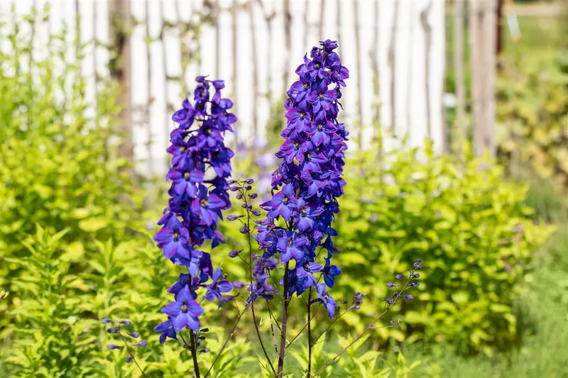 delphinium hybr. 'finsteraarhorn' P9 - afbeelding 2