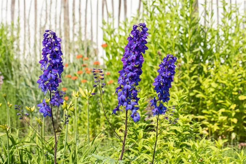 delphinium hybr. 'finsteraarhorn' P9 - afbeelding 3