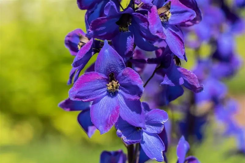 delphinium hybr. 'finsteraarhorn' P9 - afbeelding 5