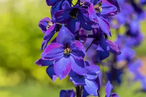 delphinium hybr. 'finsteraarhorn' P9 - afbeelding 5