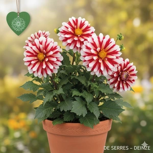 Dahlia 'Fire and Ice'