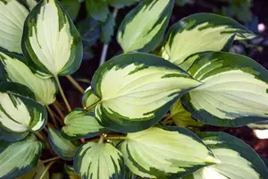 hosta hybr. 'fire and ice' P9 - afbeelding 4