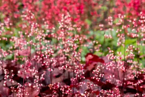 heuchera 'fire chief' P9 - afbeelding 4