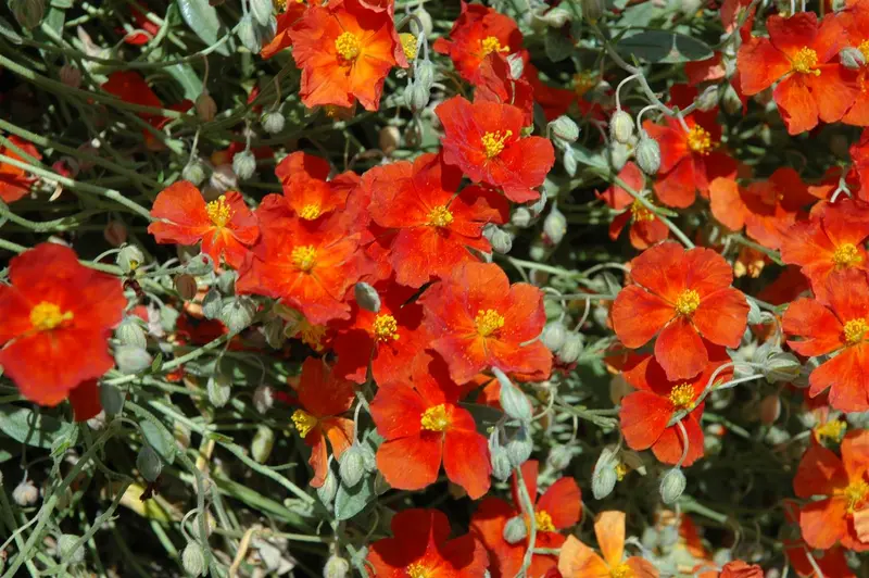 helianthemum 'fire dragon' P9 - afbeelding 1