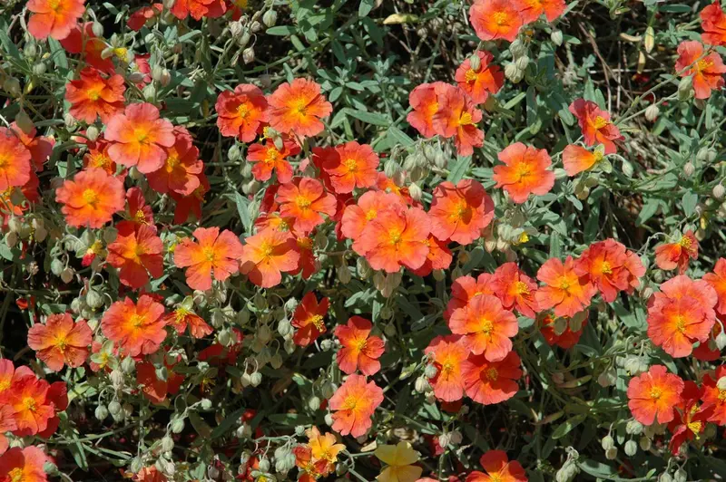 helianthemum 'fire dragon' P9 - afbeelding 2