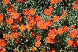helianthemum 'fire dragon' P9 - afbeelding 2