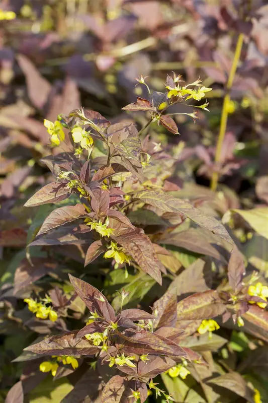 lysimachia cil. 'firecracker' P9 - afbeelding 1