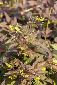 lysimachia cil. 'firecracker' P9 - afbeelding 1
