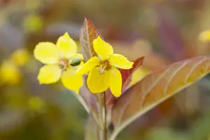 lysimachia cil. 'firecracker' P9 - afbeelding 2