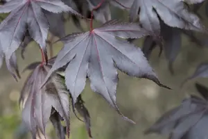acer palm. 'fireglow' (125-150 cm) - afbeelding 5