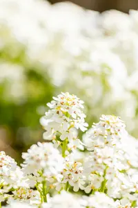 iberis sempervirens fishbeck P9 - afbeelding 4