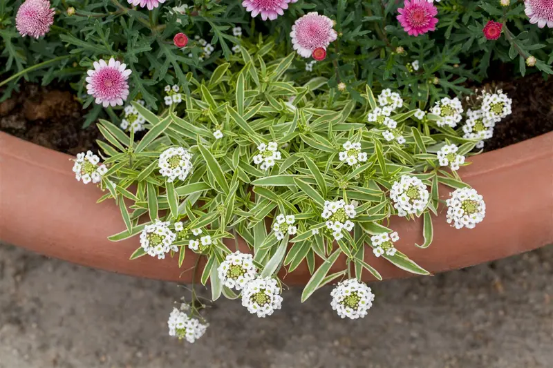 iberis sempervirens fishbeck P9 - afbeelding 1