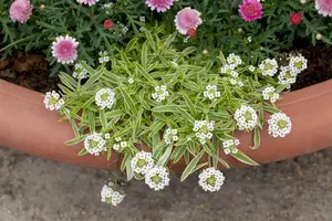 iberis sempervirens fishbeck P9 - afbeelding 5