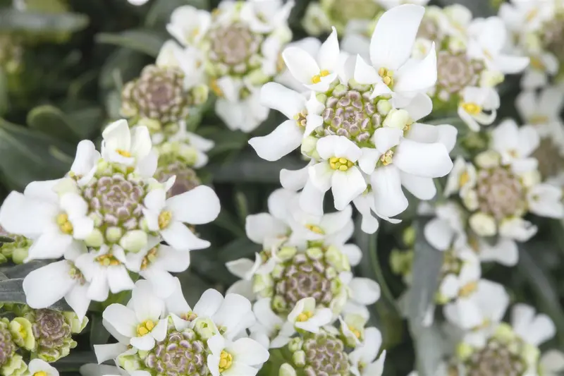 iberis sempervirens fishbeck P9 - afbeelding 2
