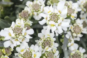iberis sempervirens fishbeck P9 - afbeelding 2