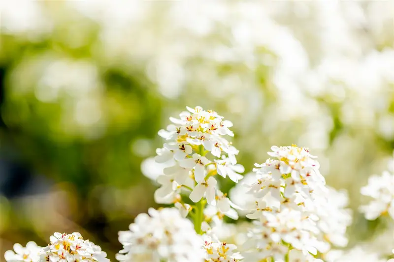 iberis sempervirens fishbeck P9 - afbeelding 5