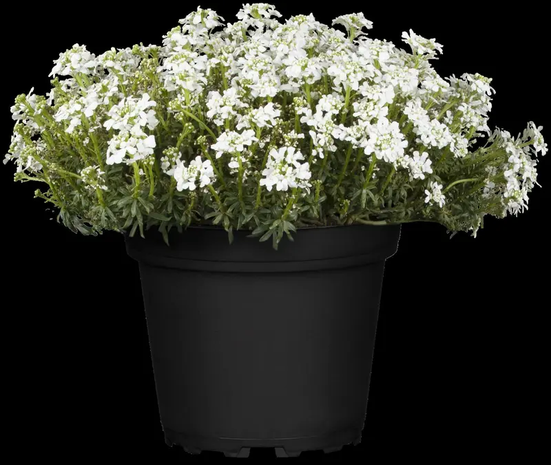 iberis sempervirens fishbeck P9 - afbeelding 3