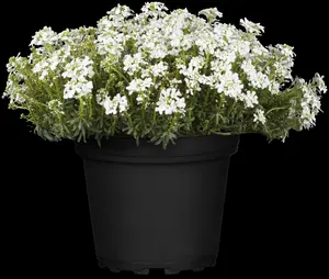 iberis sempervirens fishbeck P9 - afbeelding 3
