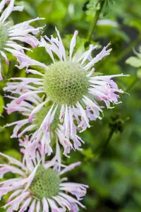 Monarda hybr. 'Fishes' P9 - afbeelding 2