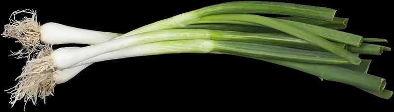 allium fistulosum P9 - afbeelding 1