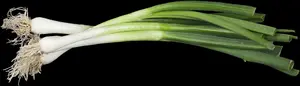allium fistulosum P9 - afbeelding 4