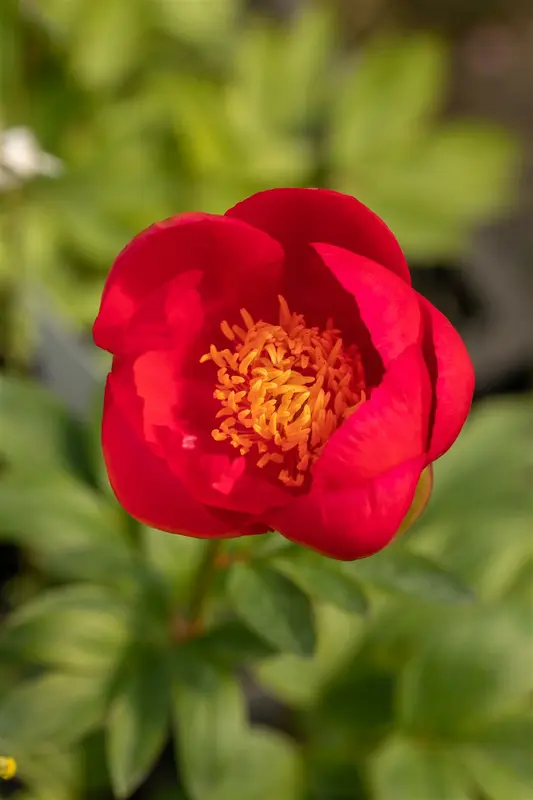 paeonia lact. 'flame' (e) P9 - afbeelding 2