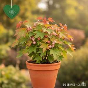 Acer tataricum 'Flame'  (60- 90)