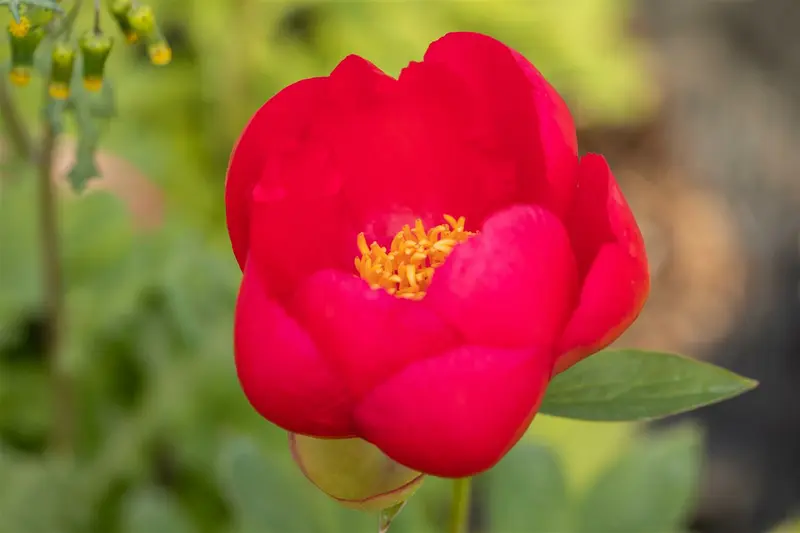 paeonia lact. 'flame' (e) P9 - afbeelding 1