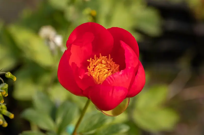 paeonia lact. 'flame' (e) P9 - afbeelding 3