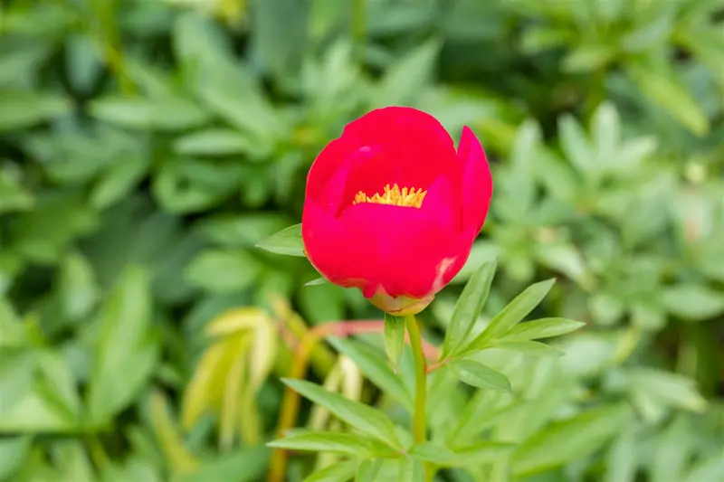 paeonia lact. 'flame' (e) P9 - afbeelding 4