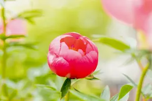 paeonia lact. 'flame' (e) P9 - afbeelding 5