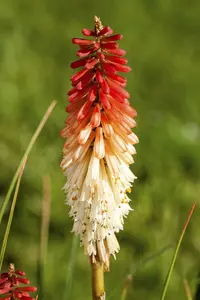 kniphofia hybr. 'flamenco' P9