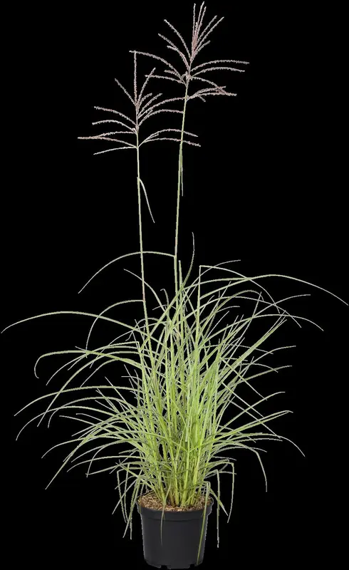 miscanthus sin. 'flamingo' P9 - afbeelding 2