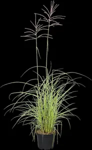 miscanthus sin. 'flamingo' P9 - afbeelding 2