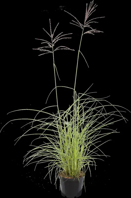 miscanthus sin. 'flamingo' P9 - afbeelding 1