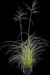miscanthus sin. 'flamingo' P9 - afbeelding 5