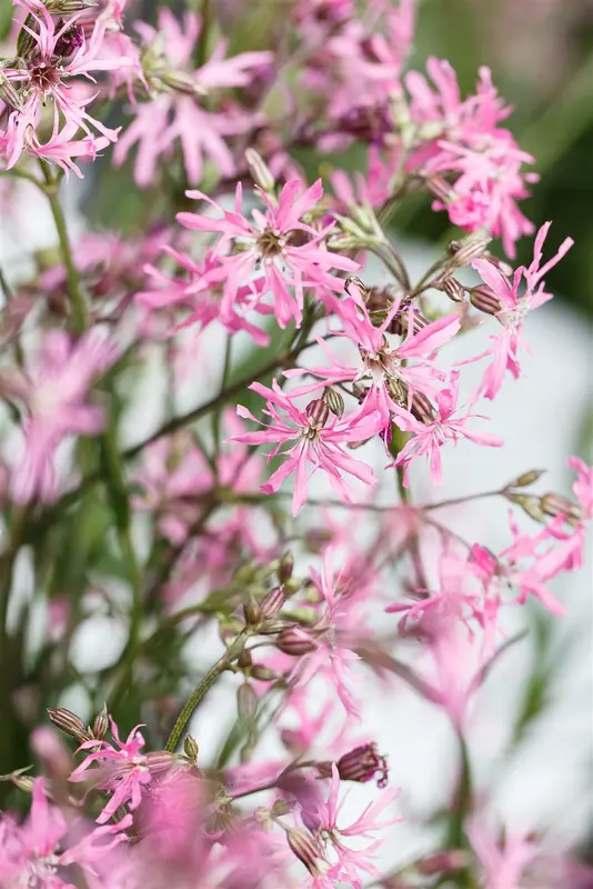 lychnis flos-cuculi P9 - afbeelding 3