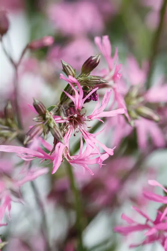 lychnis flos-cuculi P9 - afbeelding 4