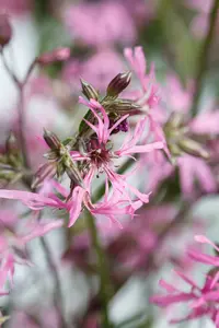 lychnis flos-cuculi P9 - afbeelding 4