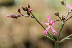 lychnis flos-cuculi P9 - afbeelding 5