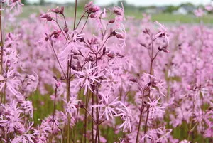 lychnis flos-cuculi P9 - afbeelding 5