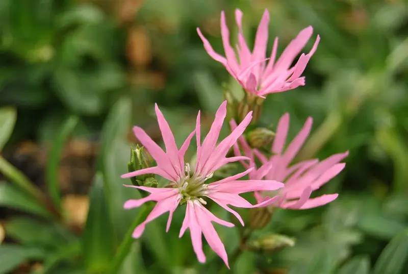 lychnis flos-cuculi P9 - afbeelding 2