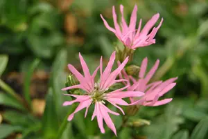 lychnis flos-cuculi P9 - afbeelding 2